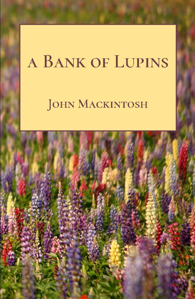 A Bank of Lupins by John Mackintosh